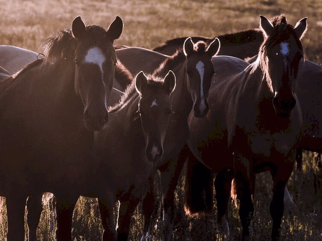 Comunicados de padreação devem ser realizado até hoje
