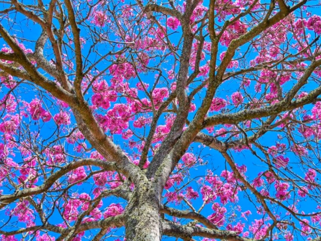 Estação das flores inicia marcada por sol e friozinho
