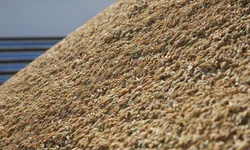 Federação debate crise do arroz com governo federal