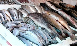 Agricultura familiar é tema de evento