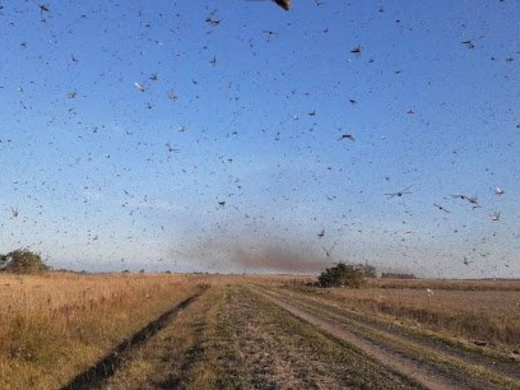 Calor pode favorecer a entrada de gafanhotos no RS