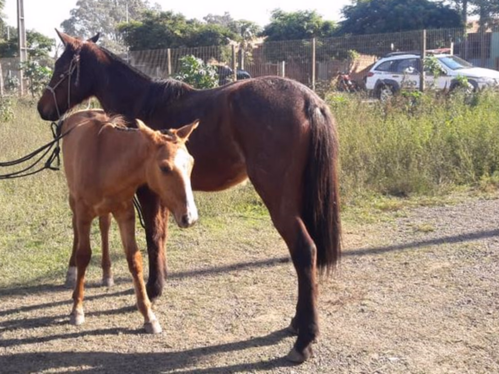 BM recupera animais furtados