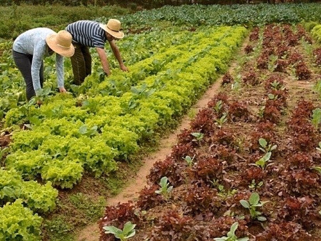 Evento busca incentivar a compra de alimentos da agricultura familiar por escolas