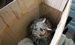 Criado núcleo multidisciplinar de combate pedofilia e abuso infantojuvenil