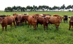 Gasolina fica 5% mais cara neste sábado