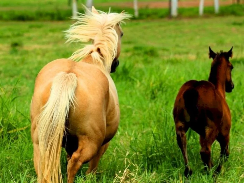 Prazo final para envio de Relatório de Serviço de Reprodutor termina dia 15