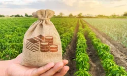 Começa a 32ª Abertura Oficial da Colheita do Arroz