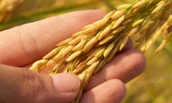 Colheita do arroz no RS atinge 71,31% da área semeada