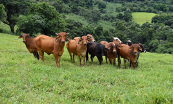 Mundial Braford reunirá pecuaristas de vários países