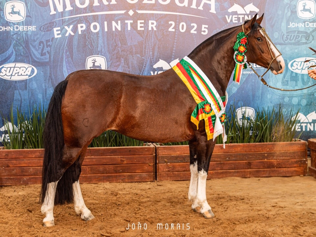 Belle Reserva vence a Morfologia do Cavalo Crioulo