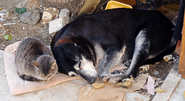 Abril Laranja reforça combate aos maus-tratos contra animais