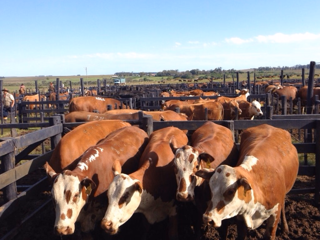 Supertaxa dos Estados Unidos impactará o mercado pecuário de leilões