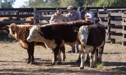 Gestão na Pecuária é tema de evento do CTPEC