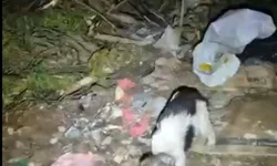 Motorista foge da domiciliar e volta para cadeia