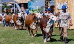 Uruguaiana tem 26 casos ativos