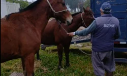 Fiscalização retira mais de 20 cavalos soltos nas vias da cidade
