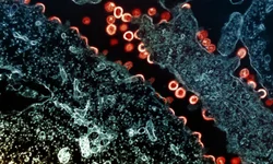 Mortes aumentaram 62% entre mulheres de 15 a 49 anos