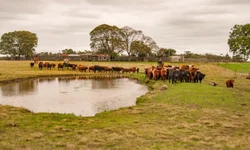 Em Bom Jesus, PC prende criminoso de Uruguaiana
