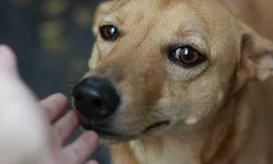 Vereadora quer criar Censo Animal em Uruguaiana