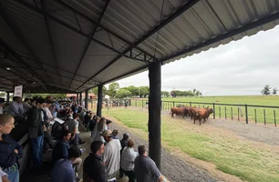 Congresso Mundial Brangus começou em Uruguaiana