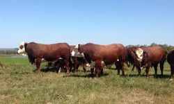 Hereford e Braford chegam com alta em animais inscritos