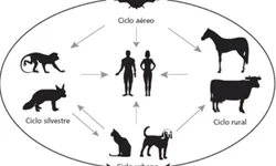 Inscrições abertas para grupos de convivência do Cras