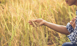 Eduardo leite sanciona lei que altera uso da taxa CDO