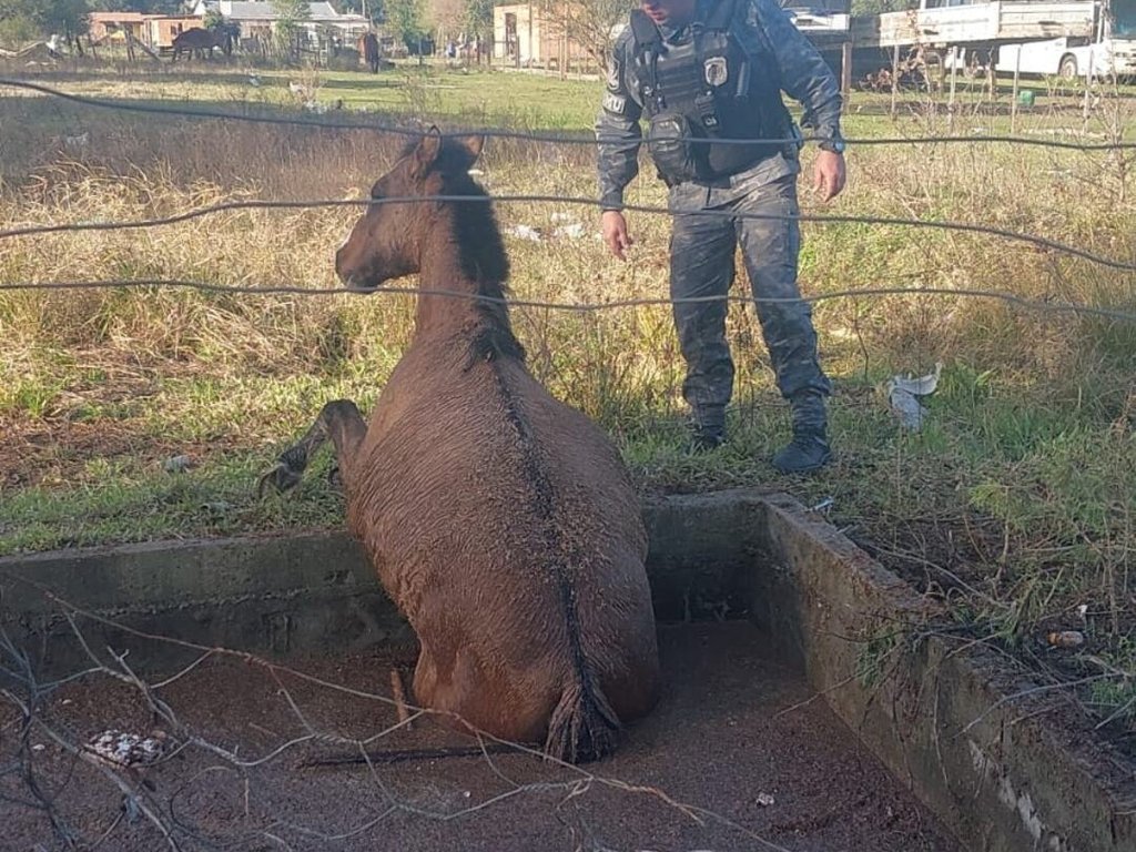 Cavalo é resgatado de poço no bairro Chácara do Sol