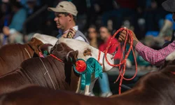 ABHB amplia participação com aumento de animais Hereford e Braford