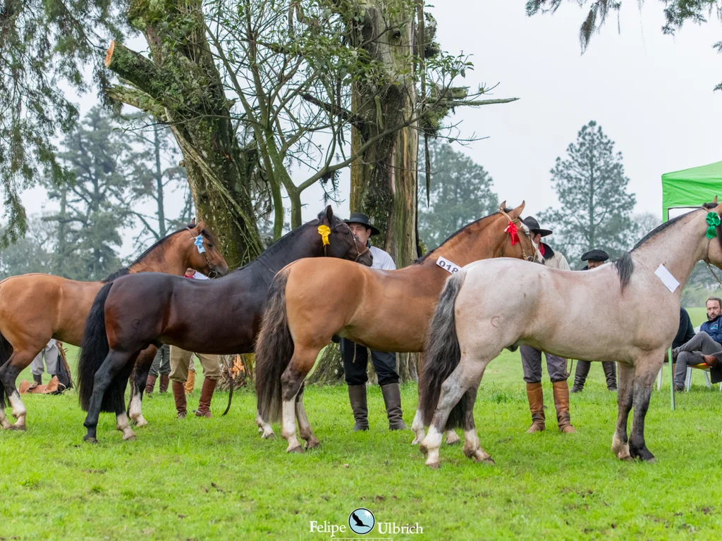 Cavalo Crioulo pode virar símbolo natural de Bagé