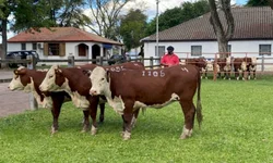 Média geral da feira contabiliza aumento superior a 6%