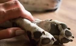 Homem-Formiga e a Vespa: Quantumania segue em cartaz