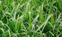 Produtores gaúchos poderão vender arroz à Conab a partir de abril