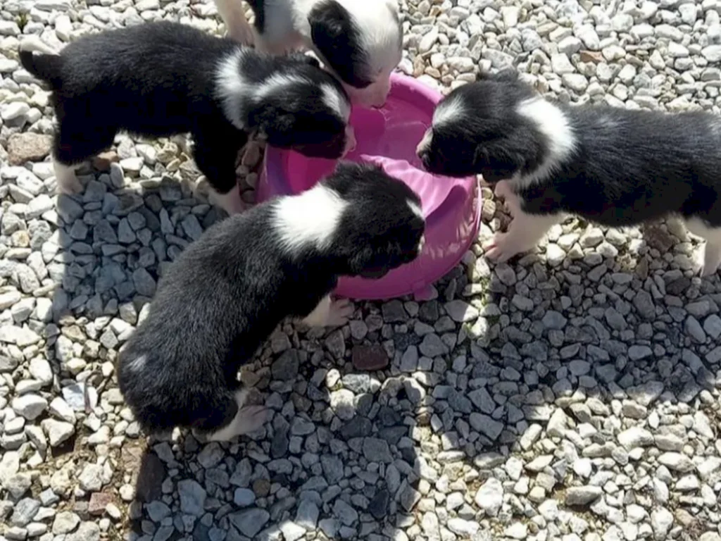 Casos de abandono aumentam na cidade