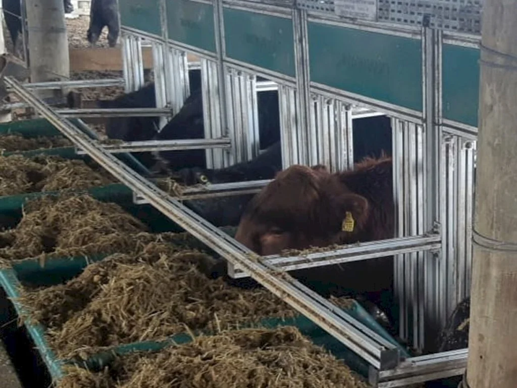 Prova de Eficiência Alimentar em Bagé aponta campões