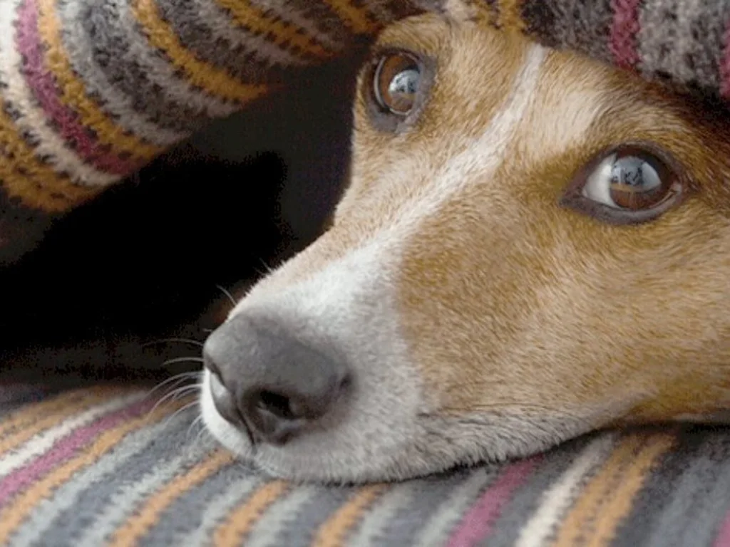Aqueça um focinho arrecada mantas e cobertas