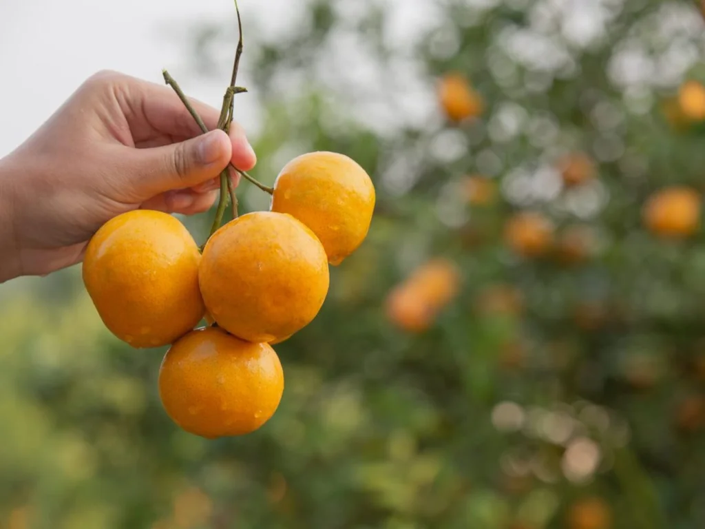 Frutas puxam queda nos preços e aliviam custo da cesta básica