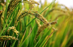 Colheita avança e oferta reduzida sustenta preços do arroz