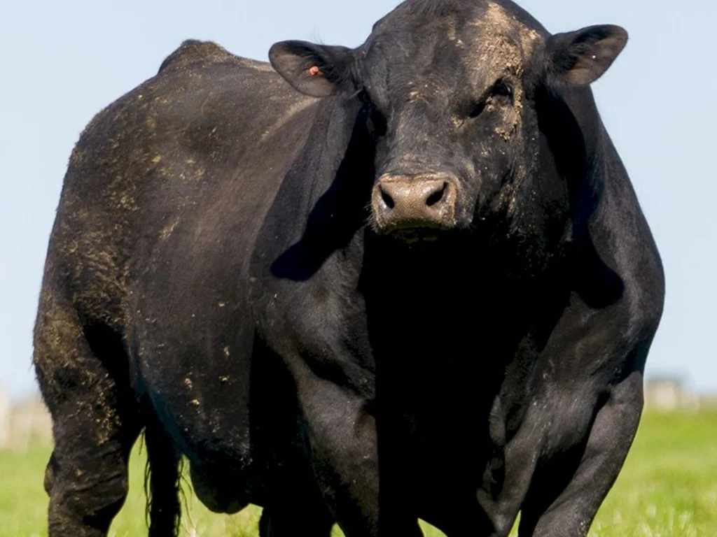 Angus divulga reprodutores melhoradores para produção de carne