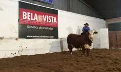 Associação define exposição especial Hereford e Braford