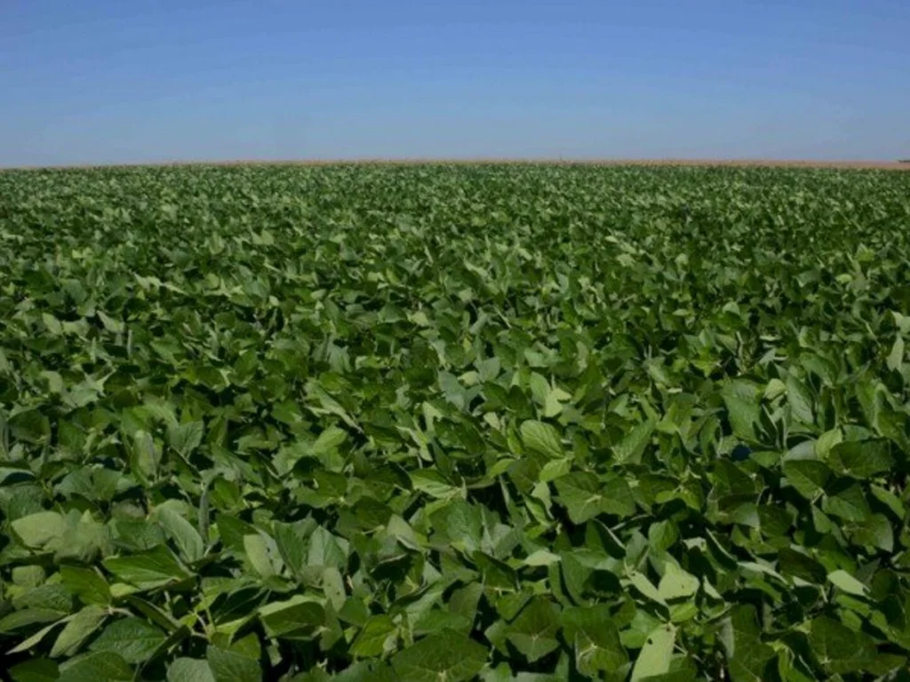 Comercialização de carbendazim está proibida