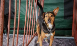 Estado promove encontro sobre bem-estar animal