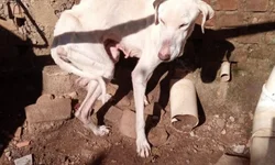 Dia D arrecada 10 mil peças, mas cobertores são necessários