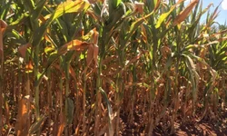 Produtores avaliam impacto da chuva nas lavouras e açudes