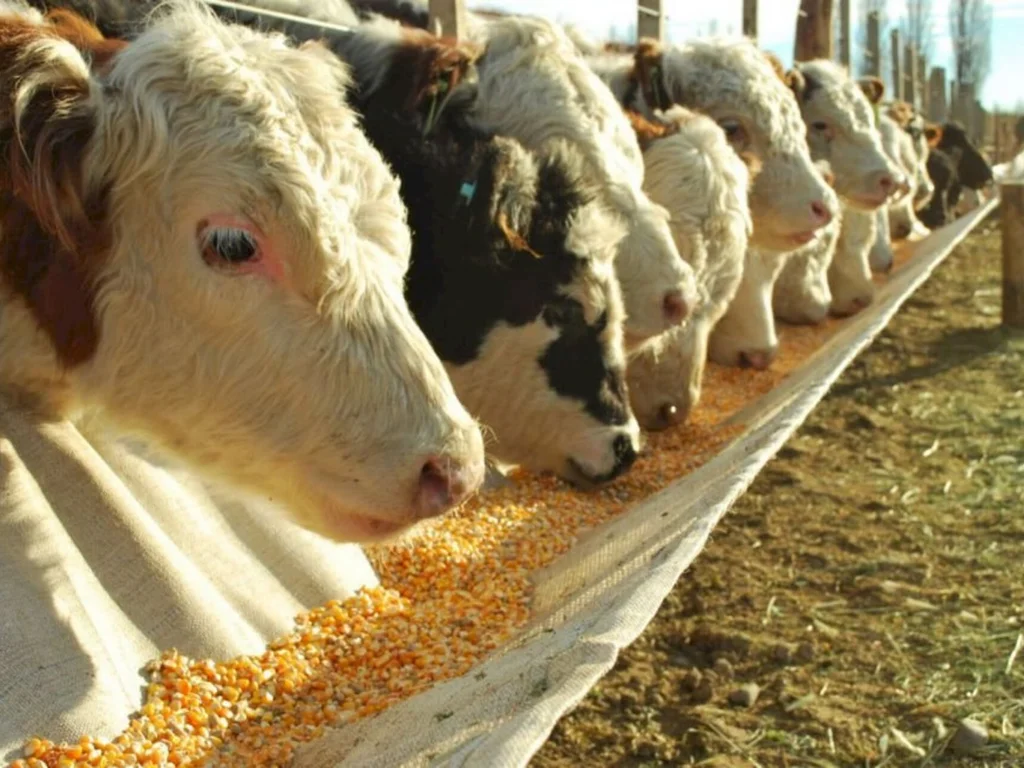 Conab divulga leilões para iniciar a compra de milho