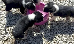 Flores são as preferidas para a data