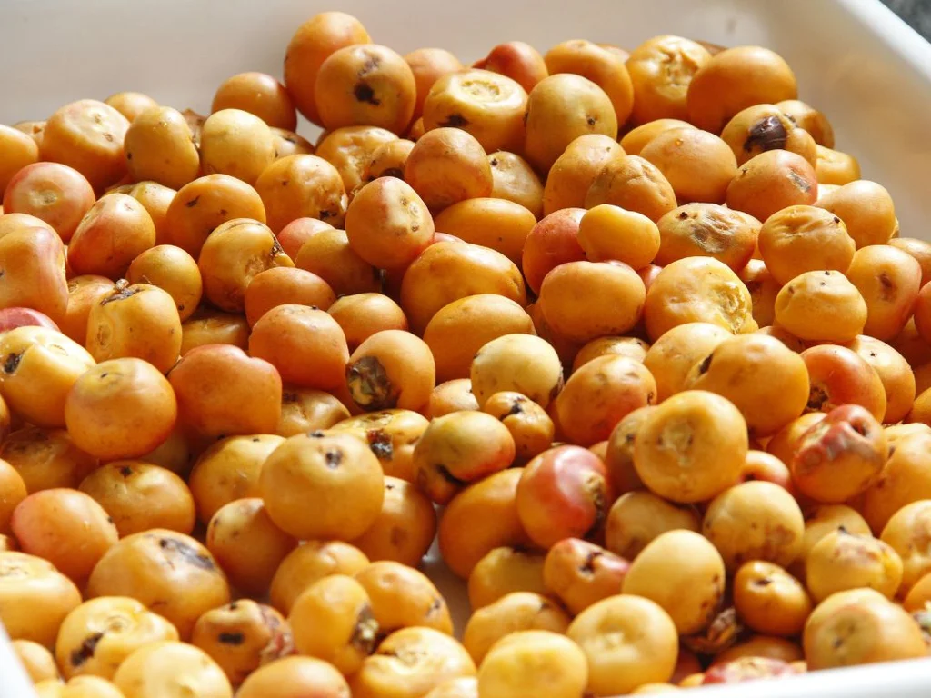 Desafio do Butiá mobiliza escolas gaúchas