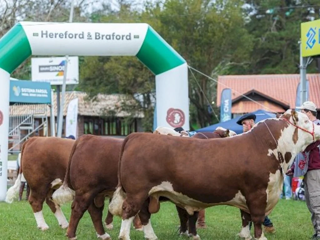 Grandes Campeões Hereford e Polled Hereford Argola