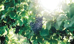 Homem é preso em flagrante por tráfico