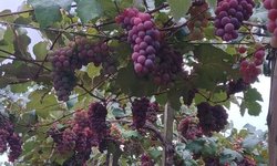 Bagé realiza Feira de Uvas e Sucos Orgânicos